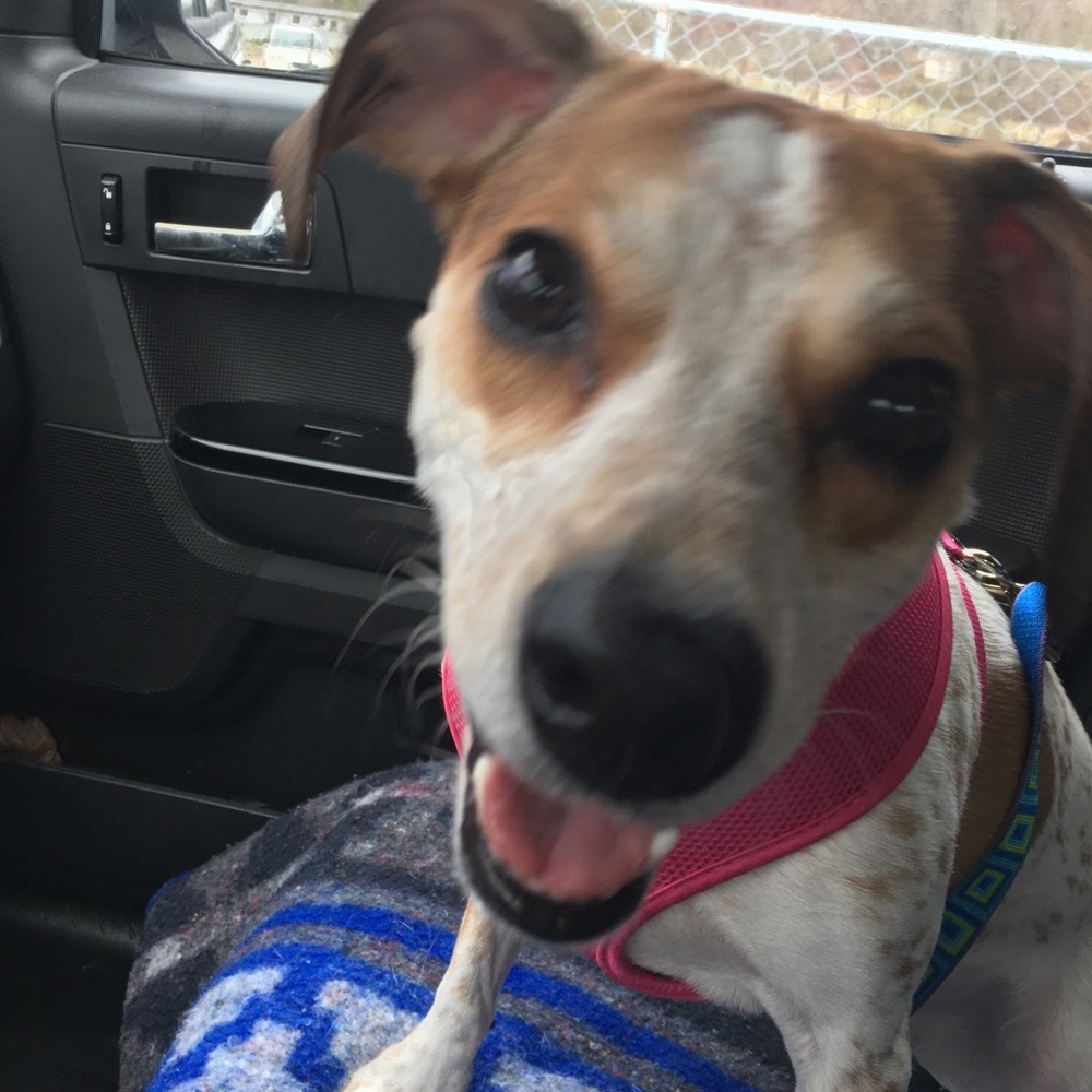 Meet your Posher, Tabby